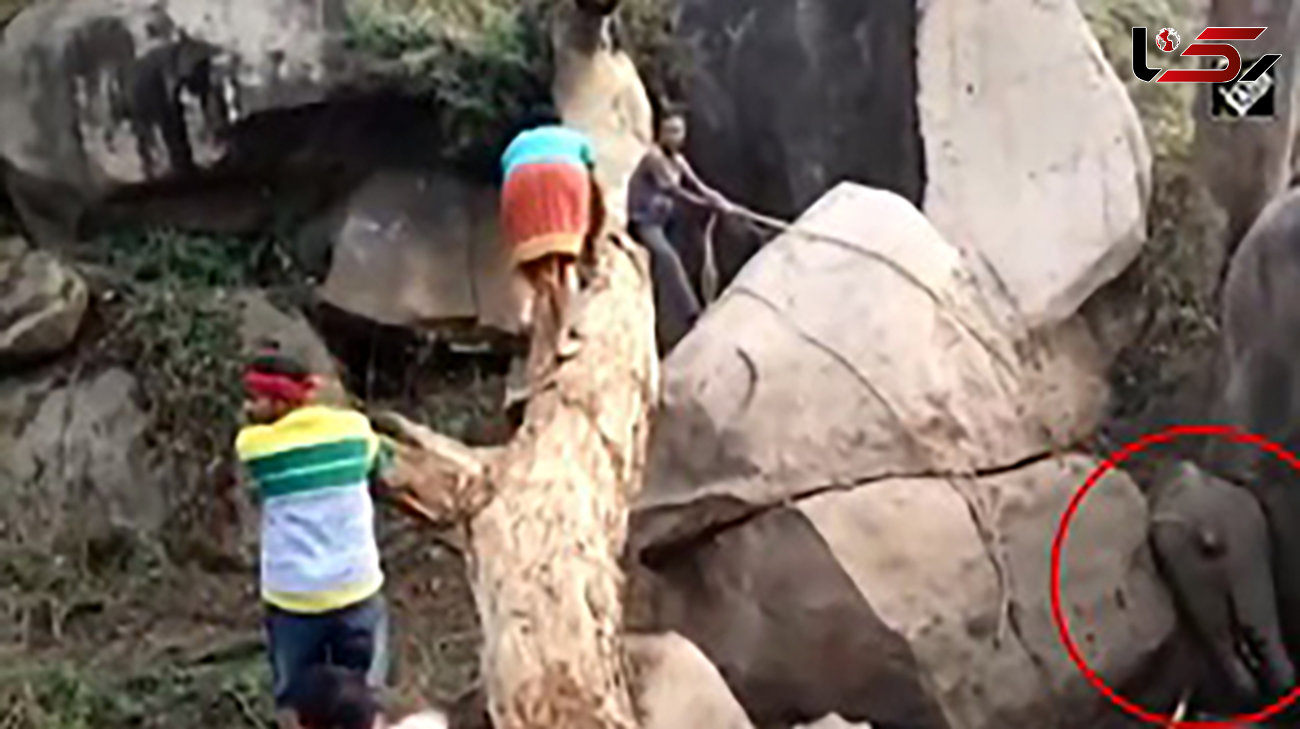 حمله فیل مادر به ساکنان محلی هنگام نجات بچه فیل + فیلم