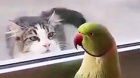 طوطی بامزه گربه گرسنه را سر کار گذاشت + فیلم 