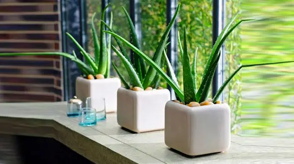 تکثیر گیاه آلوئه ورا در آپارتمان