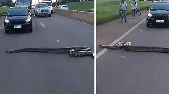 وحشت مردم برزیل از دیدن موجودی غول پیکر در وسط بزرگراه+ فیلم و عکس