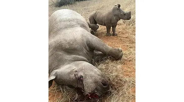 صحنه دلخراشی از حضور یک بچه کرگدن در بالای جسد مادرش + عکس