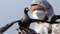 سخنگوی سازمان دامپزشکی: موردی از آنفولانزای پرندگان در کشور مشاهده نشده است