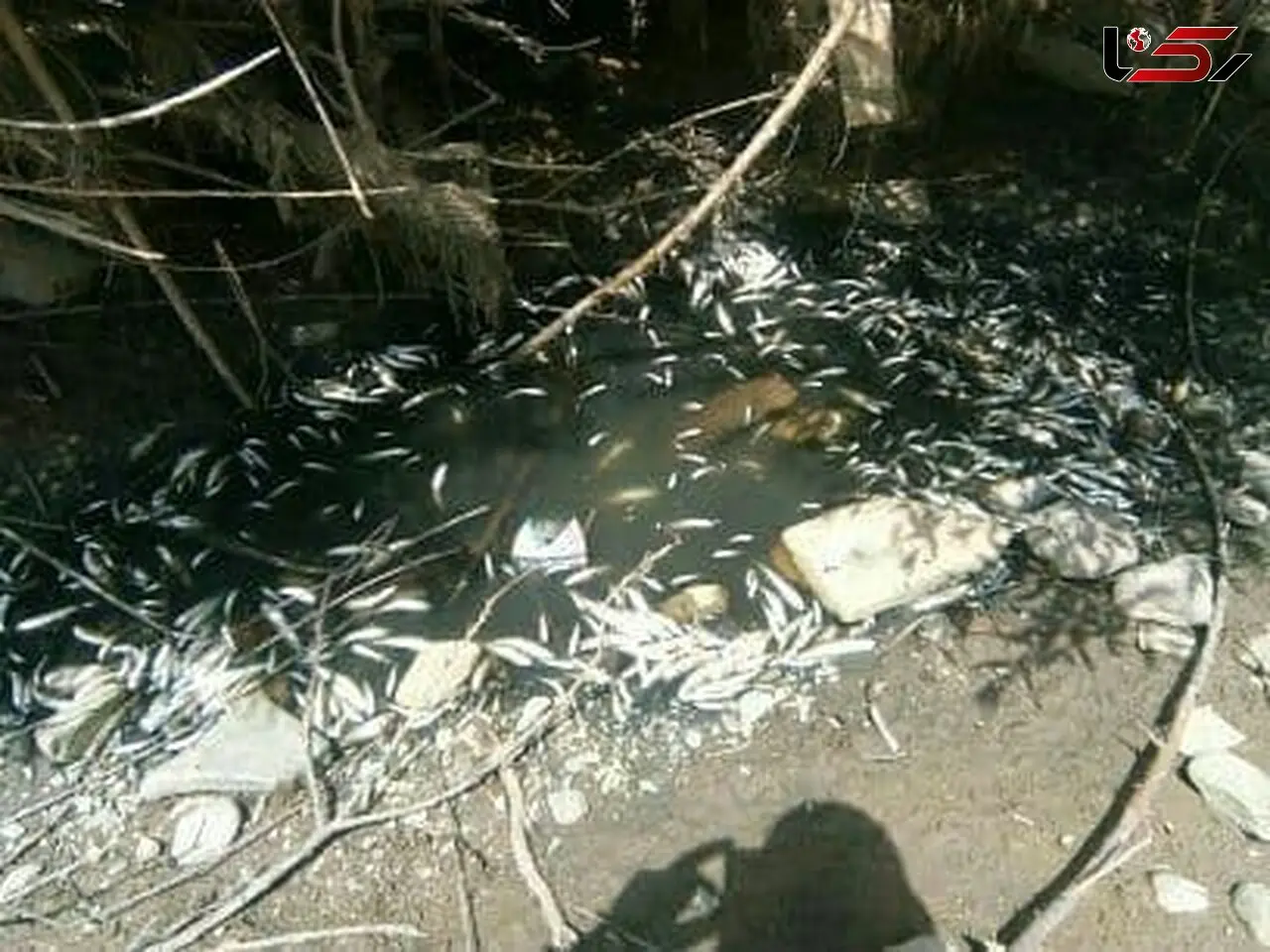 فاجعه زیست محیطی در رودخانه آیدوغموش چاراویماق