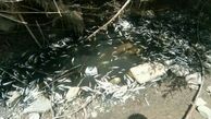 فاجعه زیست محیطی در رودخانه آیدوغموش چاراویماق