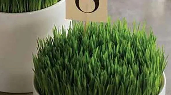 مدل های متنوع سبزه عید + عکس