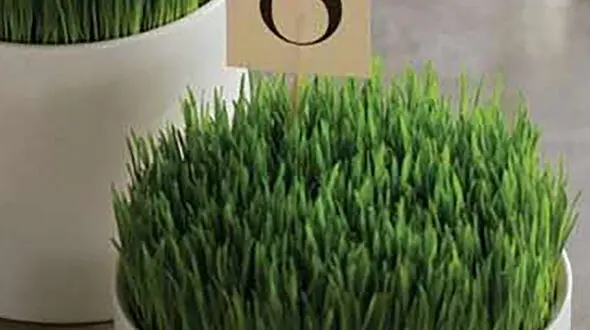 مدل های متنوع سبزه عید + عکس