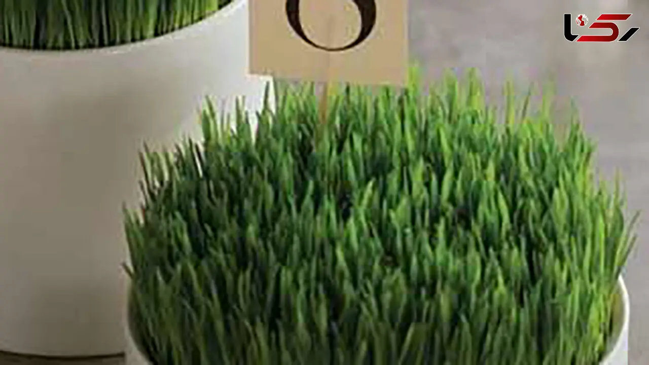 مدل های متنوع سبزه عید + عکس