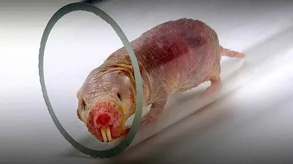 ژن این حیوان باعث افزایش طول عمر انسان می شود + عکس