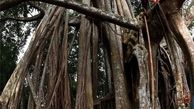 کهنسال‌ترین درخت انجیر در جهان+تصاویر