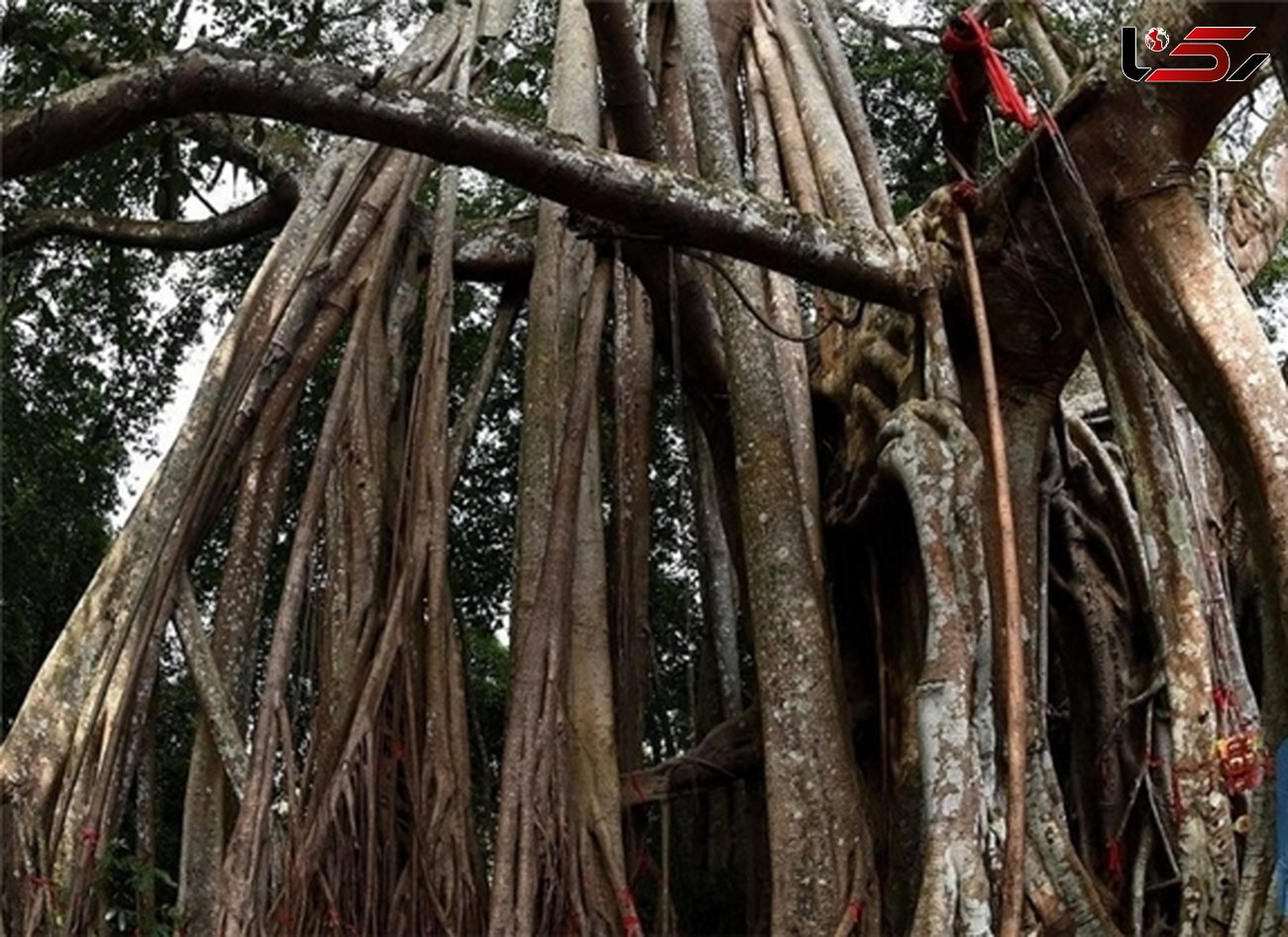 کهنسال‌ترین درخت انجیر در جهان+تصاویر