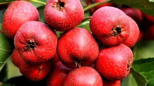 زالزالک و  لاغری فوری