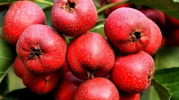 زالزالک و  لاغری فوری
