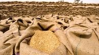 خرید گندم مازاد بر نیاز کشاورزان لرستانی ۸۲ درصد افزایش یافت