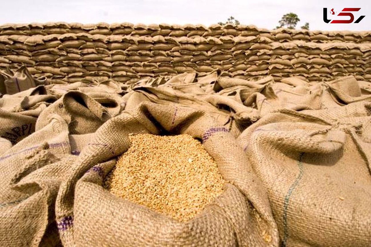 خرید گندم مازاد بر نیاز کشاورزان لرستانی ۸۲ درصد افزایش یافت