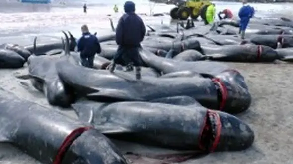 کدام گونه های جانوری طی 50 سال اخیر منقرض شدند؟