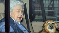 ملکه انگلیس همراه با سگ خانگی اش قرنطینه شد