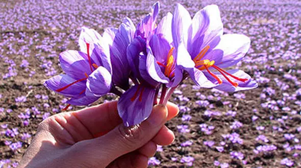 تولید زعفران در خراسان شمالی بیش از میانگین کشور/ بیشترین میزان زعفران در شهرستان فاروج است