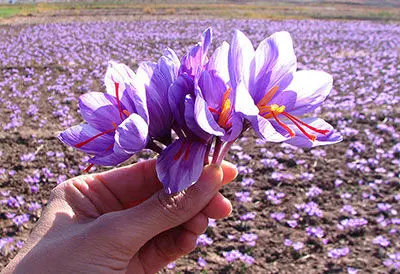 تولید زعفران در خراسان شمالی بیش از میانگین کشور/ بیشترین میزان زعفران در شهرستان فاروج است