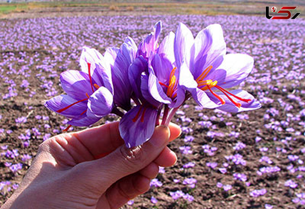 تولید زعفران در خراسان شمالی بیش از میانگین کشور/ بیشترین میزان زعفران در شهرستان فاروج است