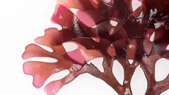 درمان دریایی کرونا ممکن است؟