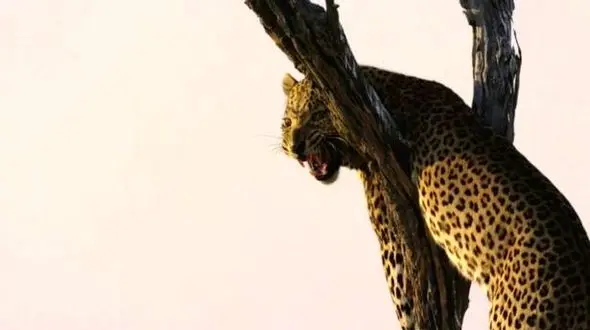 حمله پلنگ به مستندسازان تلویزیونی