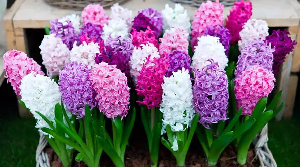 علت گرانی گل سفره هفت سین اعلام شد / قیمت های جدید گل شب عید