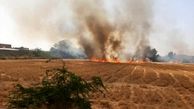 ۴ هکتار از مزارع گندم کهگیلویه در آتش سوخت
