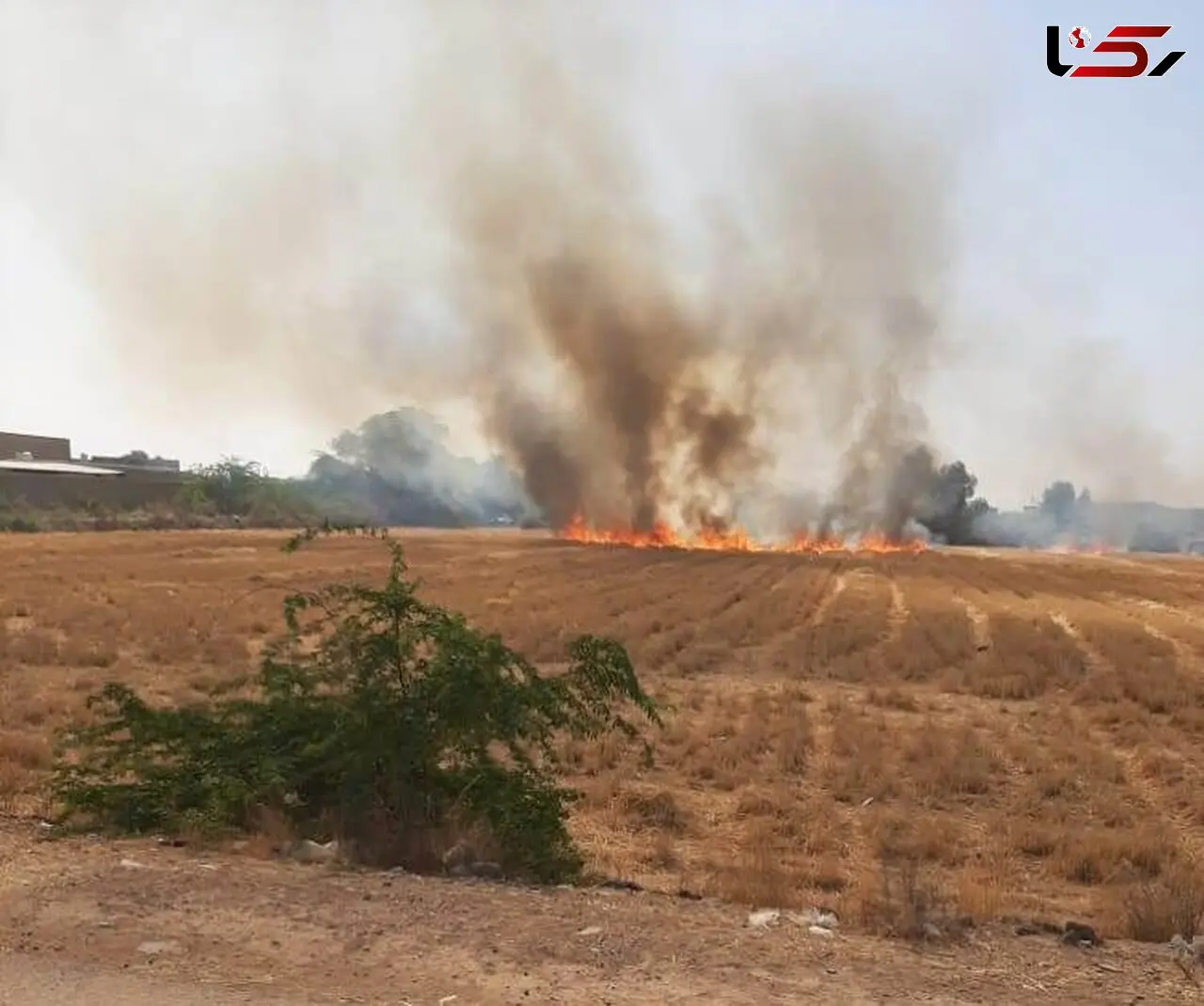 ۴ هکتار از مزارع گندم کهگیلویه در آتش سوخت