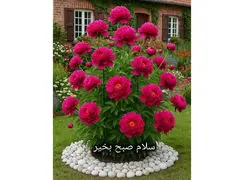 تفسیر فال حافظ 12 آذر همراه با دوبیتی غزل حافظ