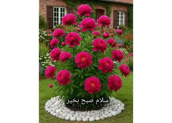 تفسیر فال حافظ 12 آذر همراه با دوبیتی غزل حافظ