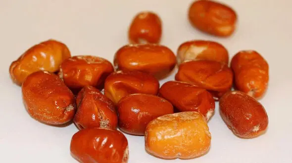 فواید سلامتی سنجد