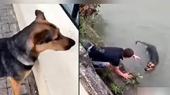 فیلم جادویی از وفاداری سگی که قرار بود بمیرد ! / تا نبینید باور نمی کنید !