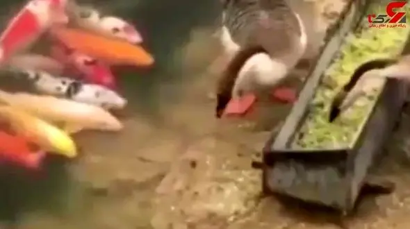 غذا دادن اردک مهربان به ماهی‌ها +تصویر