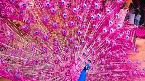از زیبایی طاووس تا حیوانات در حیات وحش