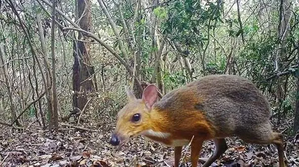 کشف یک جانور عجیب منقرض شده+عکس