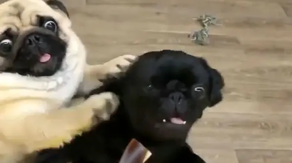 فیلم بانمک ترین دعوای 2 سگ خانگی بخاطر غذا