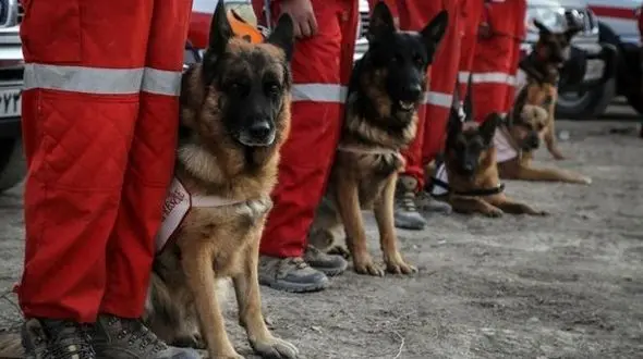 فیلم سگ های زنده یاب هلال احمر به نام های یوگی و هیتو و بیلی