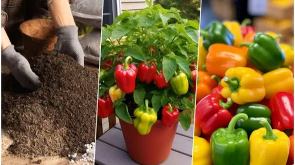 آموزش کامل کاشت فلفل دلمه‌ ای در گلدان و نحوه نگهداری