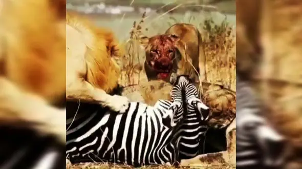 زنده خواری سلاطین جنگل + فیلم