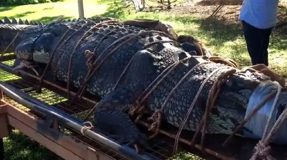 پایان وحشت آفرینی های کروکودیل 60 ساله غول پیکر توسط محیط بانان + عکس 