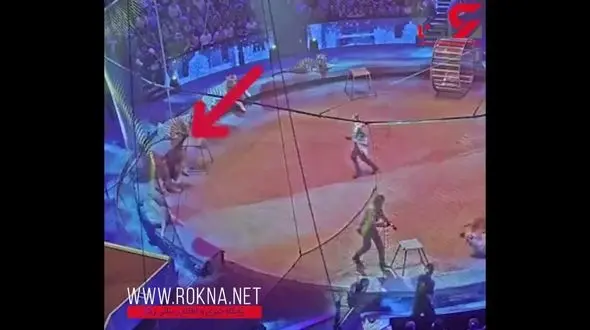 ببر و شیر سیرک در مقابل تماشاچیان به جان هم افتادند!+فیلم