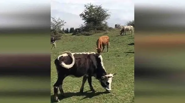 سفر به مازیچال در مازندران + فیلم