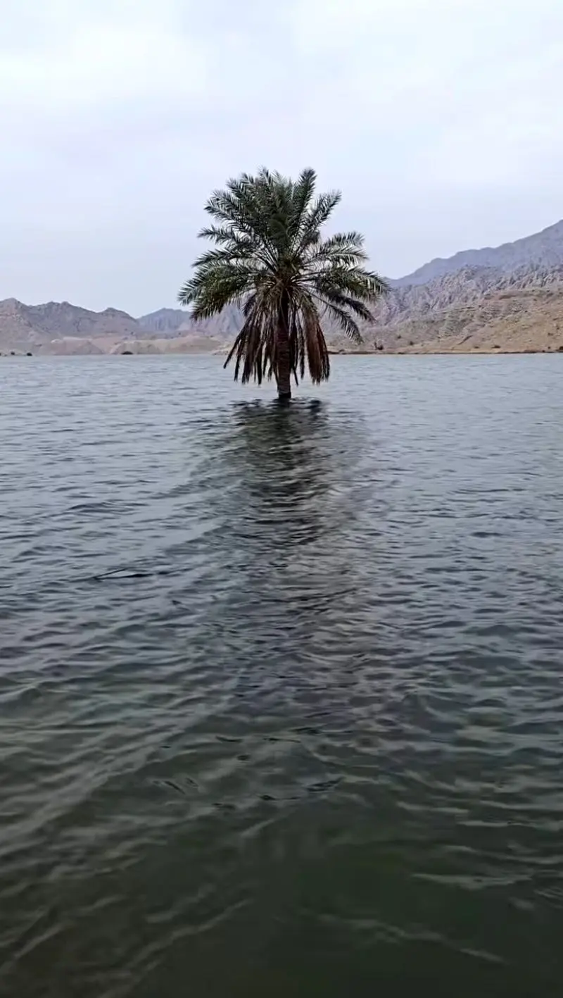 نخل بوشهر