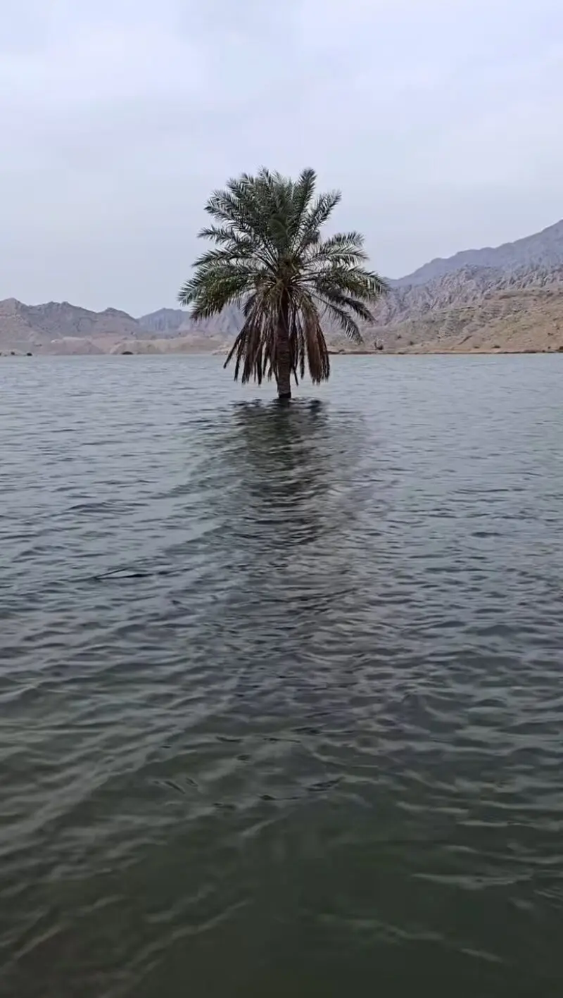 نخل بوشهر