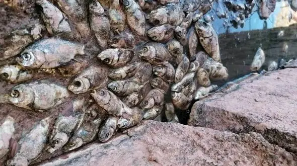 تعقیب قضایی 6 تن به خاطر مرگ هزاران ماهی در سد حلبی کرمان