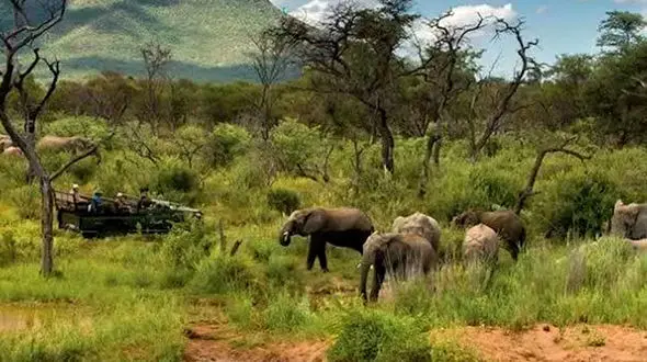 از خوردن پای گوسفند تا شکار تمساح توسط جگوار