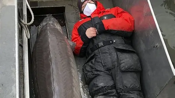 صید ماهی خاویار صدساله در آمریکا + عکس