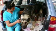 نجات یک سگ از دست صاحب شکنجه گر+ فیلم و عکس
