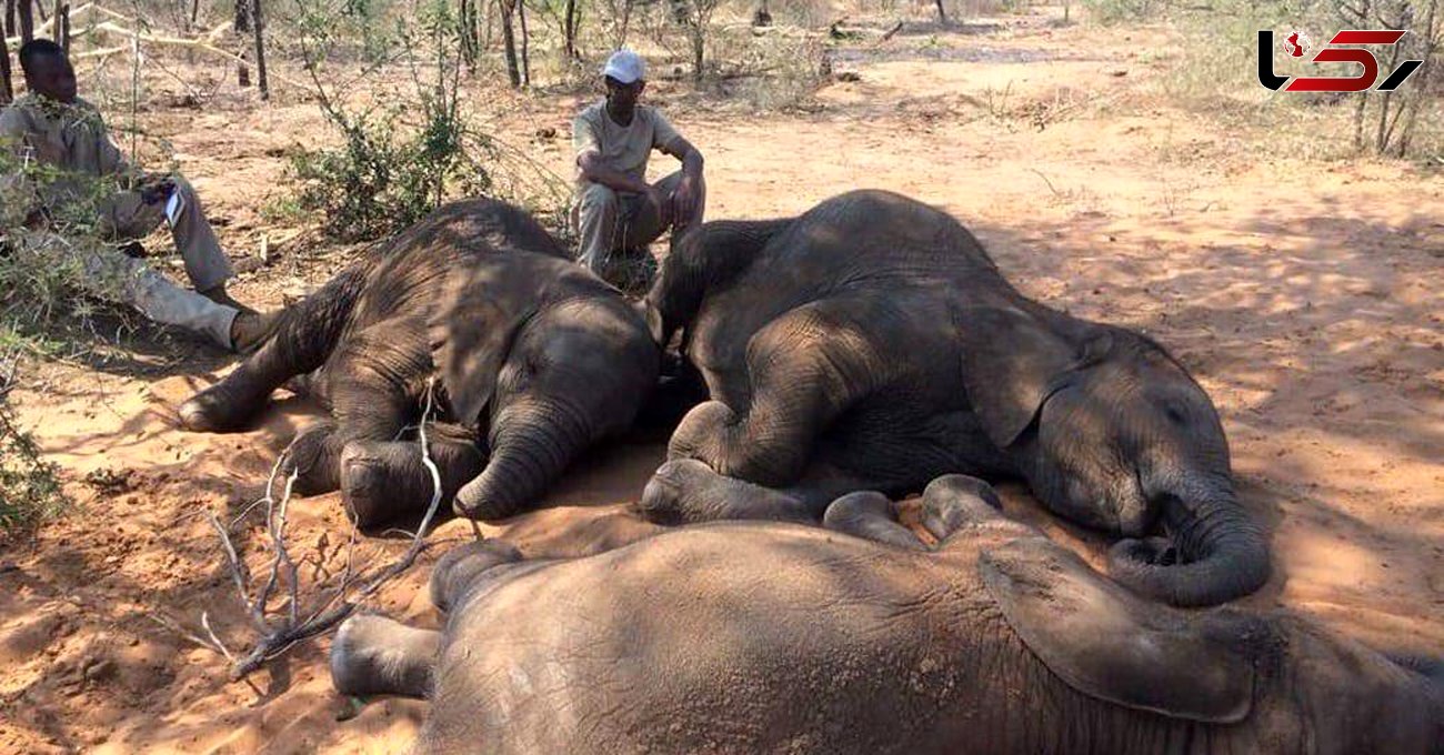 قتل عام فیل ها برای سرقت عاج 