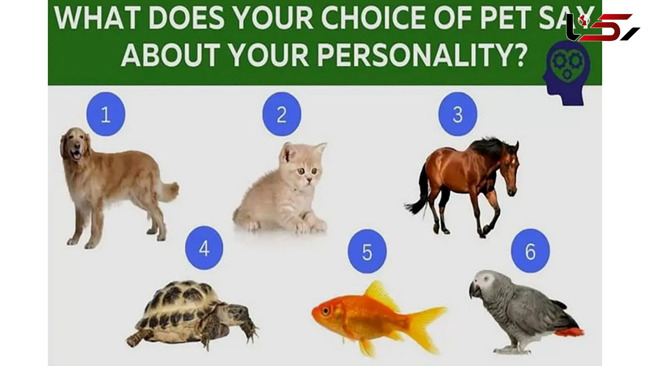 تست شخصیت شناسی / با انتخاب حیوان مورد علاقه ات بدان که افسرده ای یا شاد؟